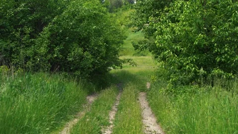 Dirt road passing through thickets of green forest 스톡 동영상 218120049