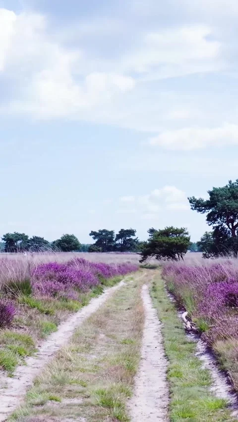 Dirt road path through a blooming purple heather field Video stock 327111230