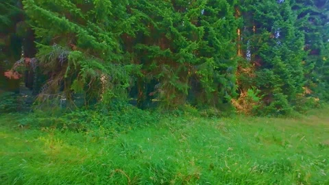 Dirt road path through tall pine forest trees in Ireland Stock Footage 340434529