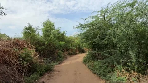 Dirt Road Path Winding Through Lush Green Forest Jungle Rural Landscape Stock Footage 331800830