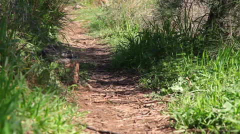 Dirt road path in the woods Stock Footage 38081475