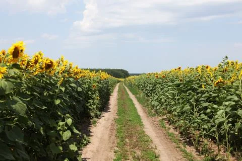 Dirt road Stock Photos