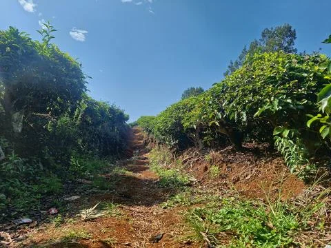 Dirt road Stock Photos