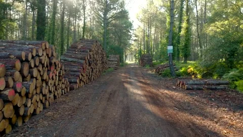 A dirt road with piles of Pine logs filmed with a drone. Stock Footage 274240848