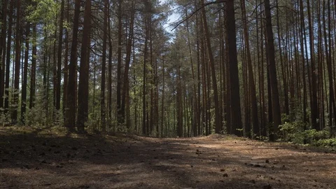 Dirt road in a pine forest. The camera flies over a dirt road strewn with pine Stock Footage 108236314