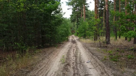 Dirt road in a pine forest Stock Footage 133636930