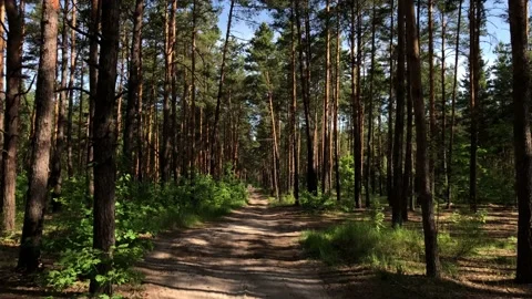 Dirt road in a pine forest. Vídeos de archivo 134536476