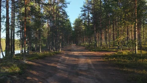 Dirt road in a pine forest Video stock 323856930