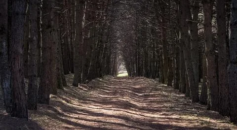 Dirt road in the pine forest. Pine boron. Stock Photos