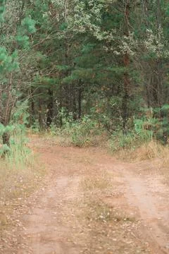 Dirt road in a pine forest, vertical photo Stock Photos