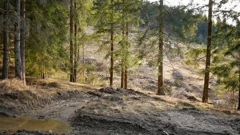 Dirt road in pine forest in very bad condition due heavy deforestation Stock Footage 126286245