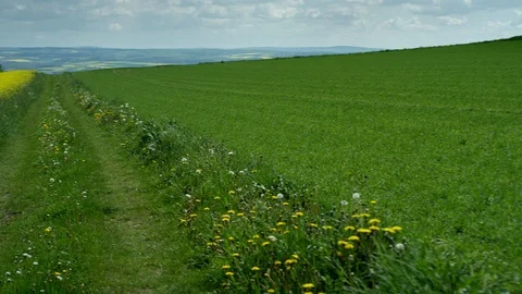 A dirt road with rape fields, Germany, July 2018 Stock Footage 100566070