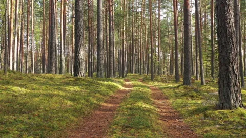 Dirt Road Running Through A Pine Tree Forest Stock-Footage 140553789