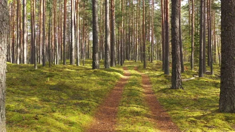 Dirt Road Running Through A Pine Tree Forest Stock-Footage 140554495