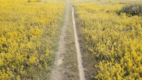 The dirt road running through the yellow grass in the meadow turns to the right Stock Footage 78534485