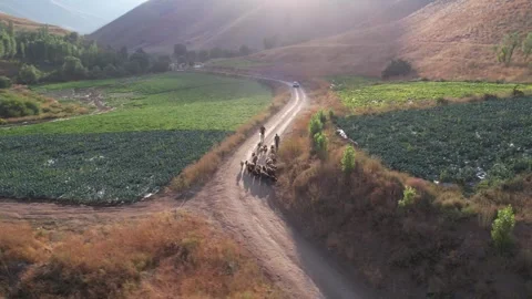 Dirt road splits green Chalus Road farm plots with a vehicle on the track, Stock Footage 343907658