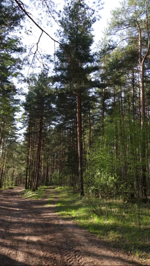 Dirt road in spring forest. Nature background Stock Footage 306654881