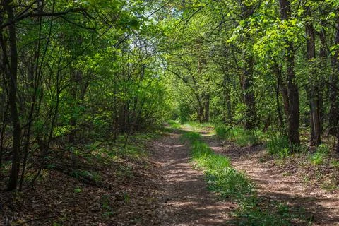 Dirt road in the spring forest Stock Photos