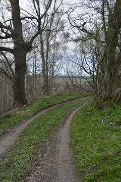 Dirt road in spring forest . Stock Photos