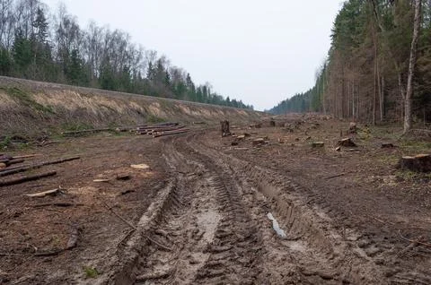 Dirt road in spring forest Foto stock