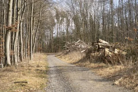 A dirt road in a spring leafless forest. Stock Photos