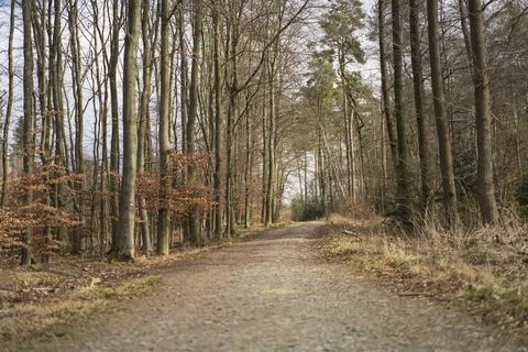 A dirt road in a spring leafless forest. Stock Photos