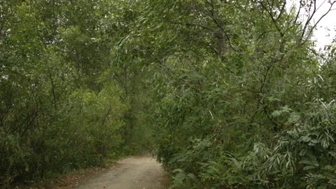 Dirt road in the summer forest with a strong wind. 스톡 동영상 114733918