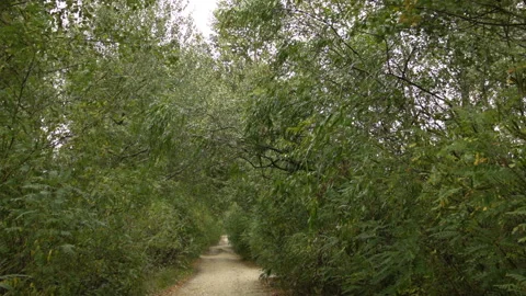 Dirt road in the summer forest with a strong wind. Stock Footage 114733935