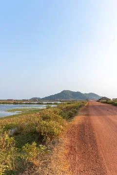 Dirt road surrounded by rice fields . Stock Photos