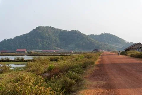 Dirt road surrounded by rice fields . Stock Photos