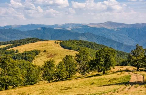 Dirt road through beech forest on alpine meadow Stock Photos