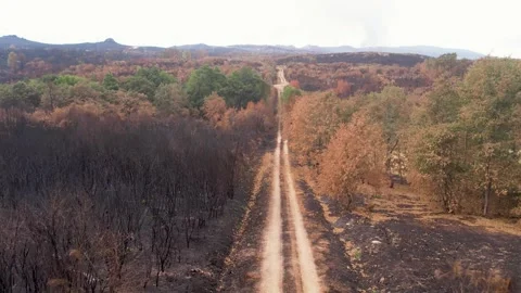 Dirt Road Through Burned Forest] The Concept of Aftermath Stock-Footage 331984420