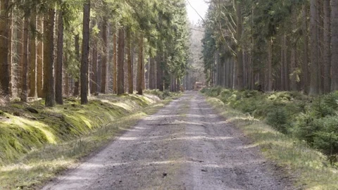 A dirt road through a coniferous forest on a sunny day Stock Footage 246387869