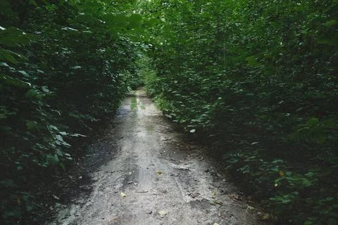 A dirt road through a dense moody forest Stock Photos