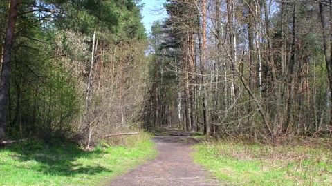 A dirt road through a dry forest. Stock Footage 340154317