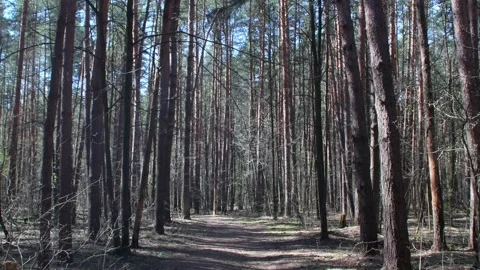 A dirt road through a dry forest. Stock Footage 340154350