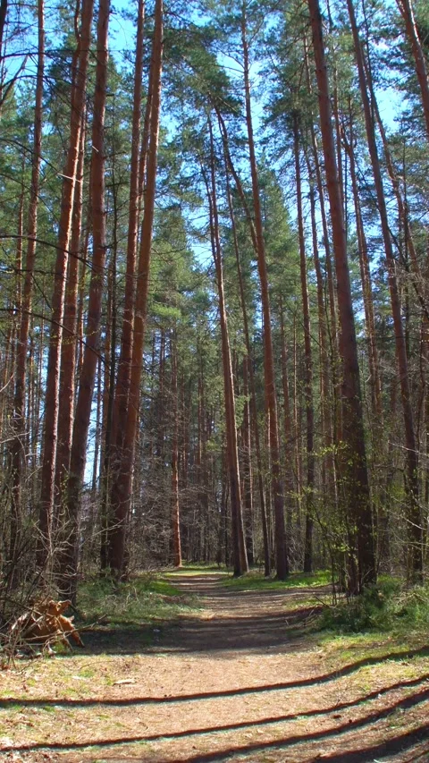 A dirt road through a dry forest. Stock Footage 340154352