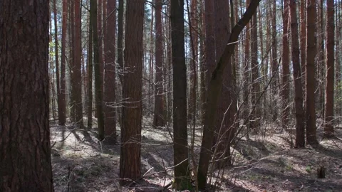 A dirt road through a dry forest. Stock Footage 341316861