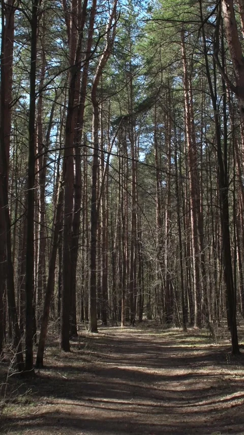 A dirt road through a dry forest. 스톡 동영상 342594863