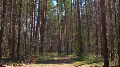 A dirt road through a dry forest. Stock Footage 346034733