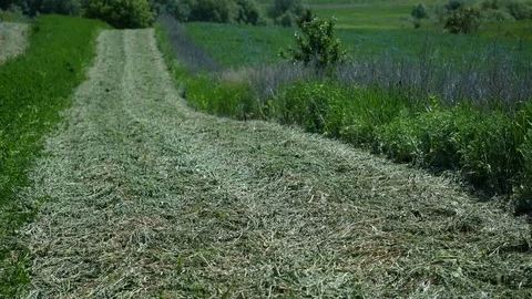 Dirt road through fields and hills Stock Footage 76959603
