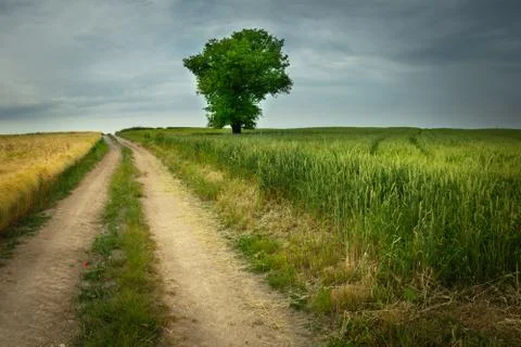 Dirt road through fields and a lonely tree to the horizon in Staw, Poland Stock Photos