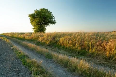 A dirt road through fields and a lonely tree Stock Photos