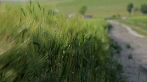 Dirt Road Through The Fields Video stock 51921004