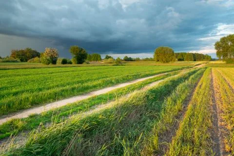 Dirt road through fields with grain and a rain cloud on the sky, summer rural Stock Photos