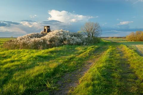 Dirt road through the fields next to the hunter's pulpit in the flowering bus Stock Photos