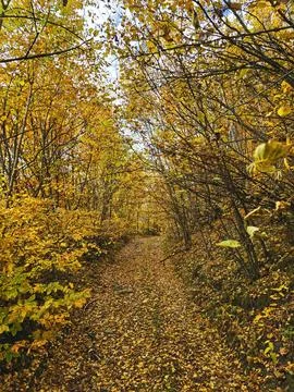 Dirt road through the forest on a fall day Stock Photos