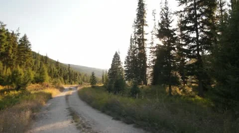 Dirt road through forest Video stock 8994714