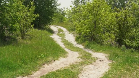 Dirt road through the forest Stock Footage 218119357