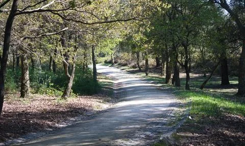 Dirt road through a forest Stock Photos